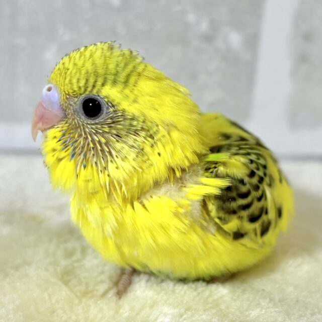 夏の終わりに来てくれましたセキセイちゃんず🐥🐥🐥🐥🐥 セキセイインコ