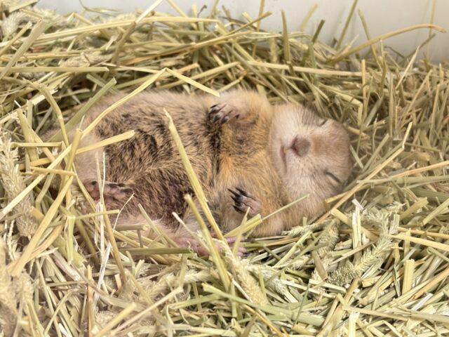 リチャードソンジリス