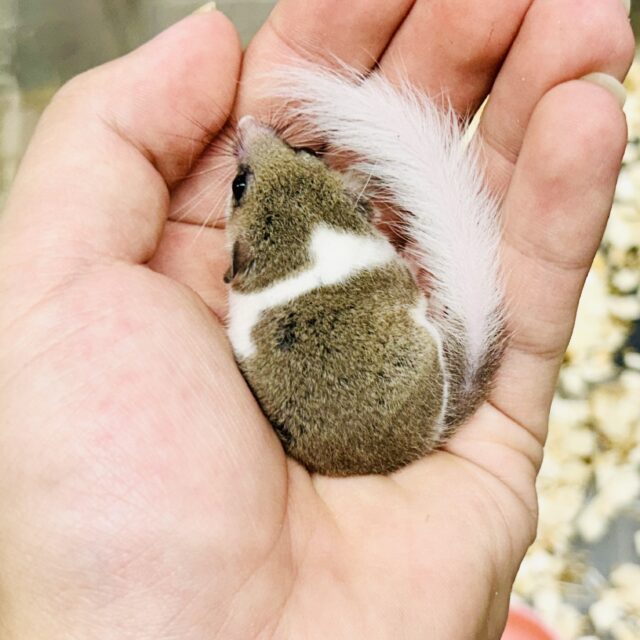 アフリカヤマネ