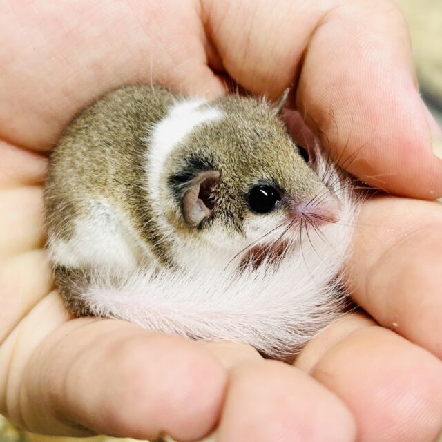 アフリカヤマネ