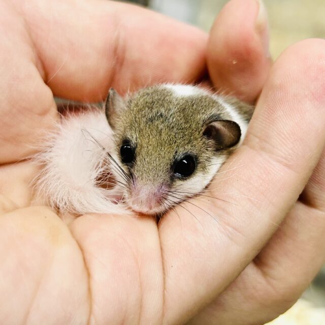 アフリカヤマネ