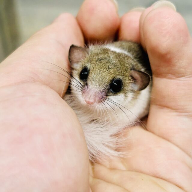 アフリカヤマネ