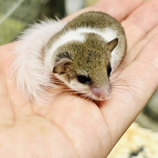 アフリカヤマネ