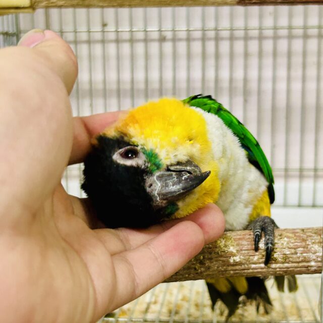 1日1歩!3日で3歩!コツコツタイプです♪ ズグロシロハラインコ ズグロシロハラインコ