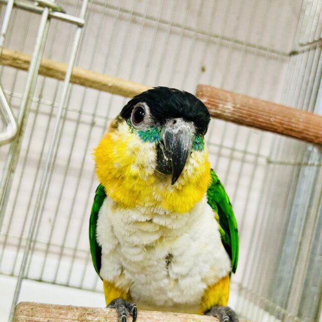 1日1歩!3日で3歩!コツコツタイプです♪ ズグロシロハラインコ ズグロシロハラインコ