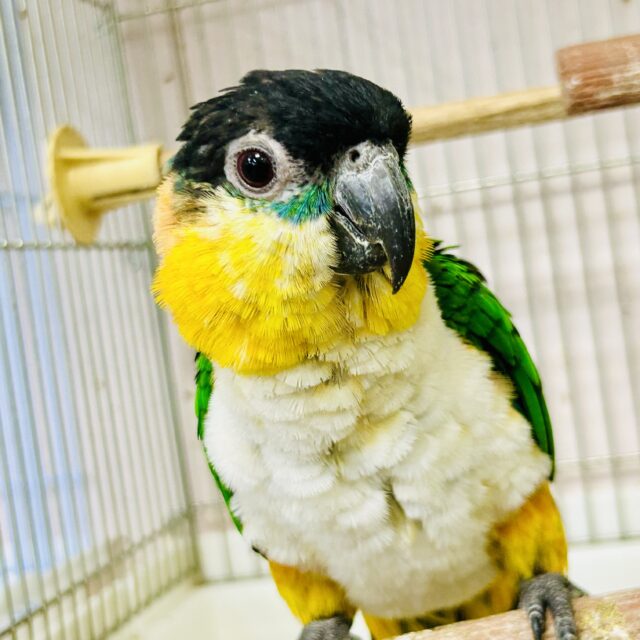 1日1歩!3日で3歩!コツコツタイプです♪ ズグロシロハラインコ ズグロシロハラインコ