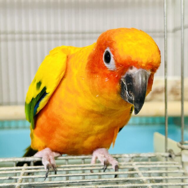 ✨最新画像✨実は甘ったれちゃ~ん🧡コガネメキシコインコ 2023年4月生まれ コガネメキシコインコ