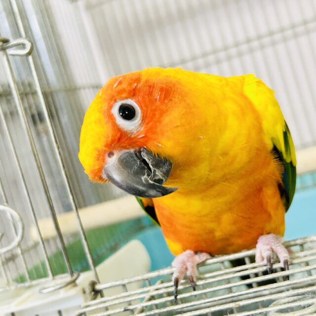 コガネメキシコインコ