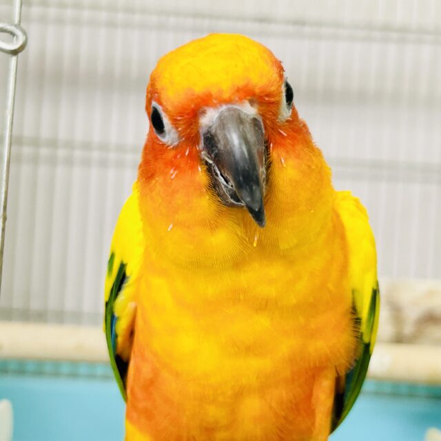 ✨最新画像✨実は甘ったれちゃ~ん🧡コガネメキシコインコ 2023年4月生まれ コガネメキシコインコ
