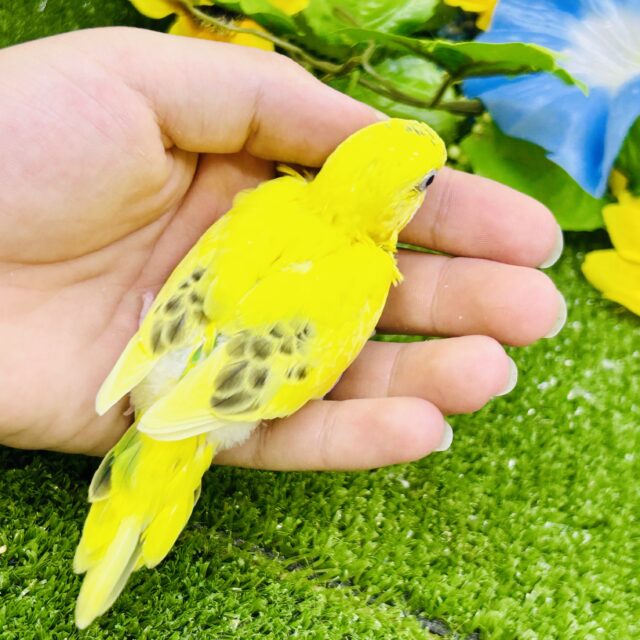 ごま塩少なめボディ?? セキセイインコ セキセイインコ