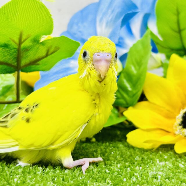 セキセイインコ