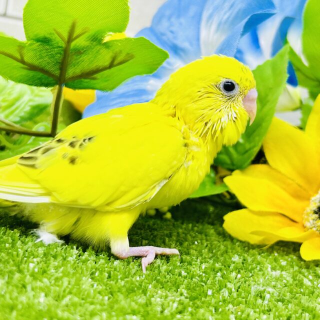 ごま塩少なめボディ?? セキセイインコ セキセイインコ