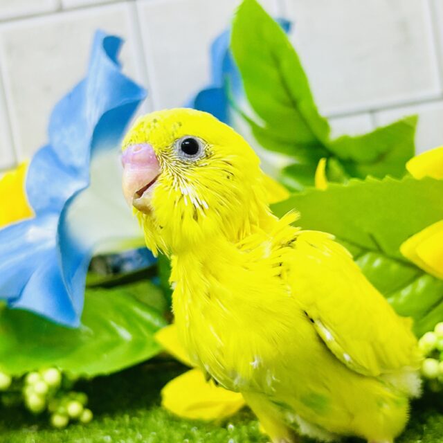 セキセイインコ