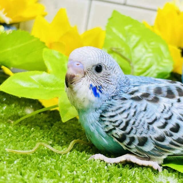 人気!さわやかブルーがやってきました♪♪ セキセイインコ セキセイインコ