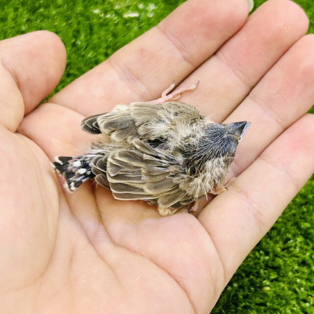 錦花鳥（キンカチョウ）