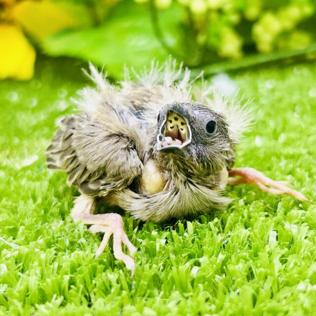 錦花鳥（キンカチョウ）