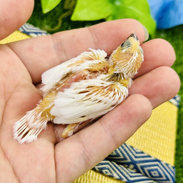 ちゅるっとベイビー♬ ジュウシマツ 十姉妹(ジュウシマツ)