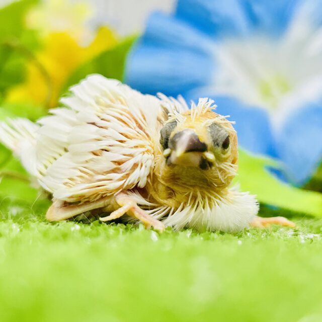 ちゅるっとベイビー♬ ジュウシマツ 十姉妹(ジュウシマツ)