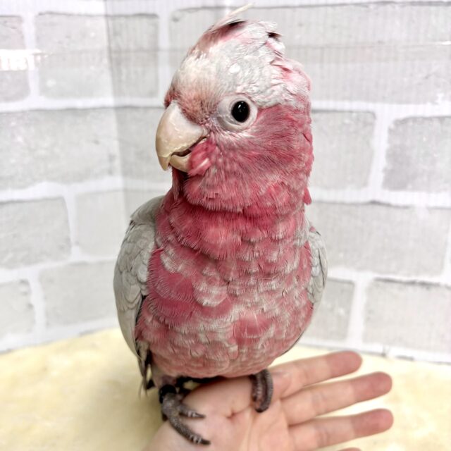 モモイロインコ