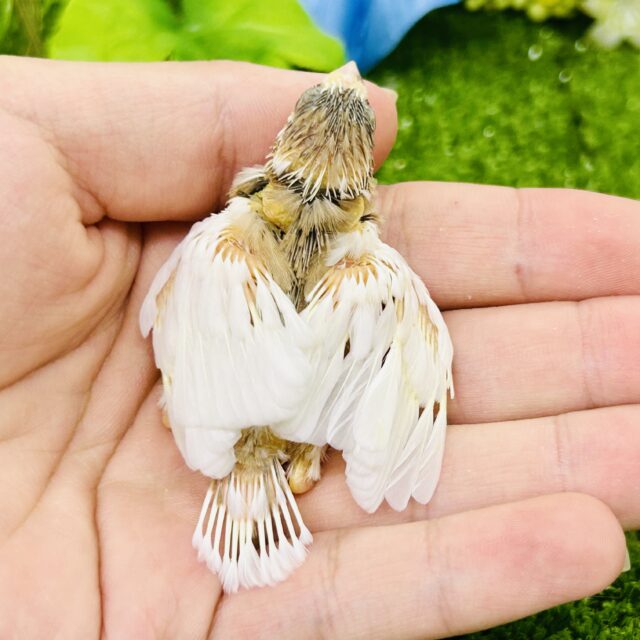 十姉妹（ジュウシマツ）