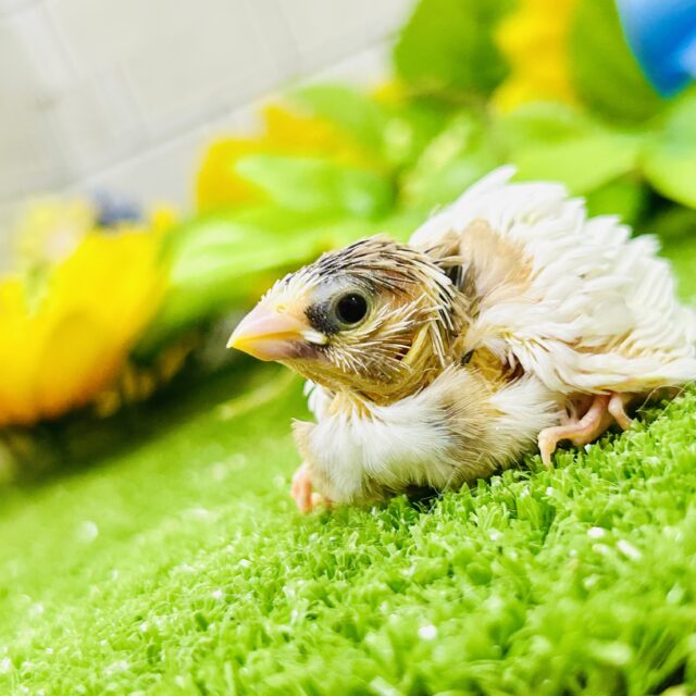 十姉妹（ジュウシマツ）