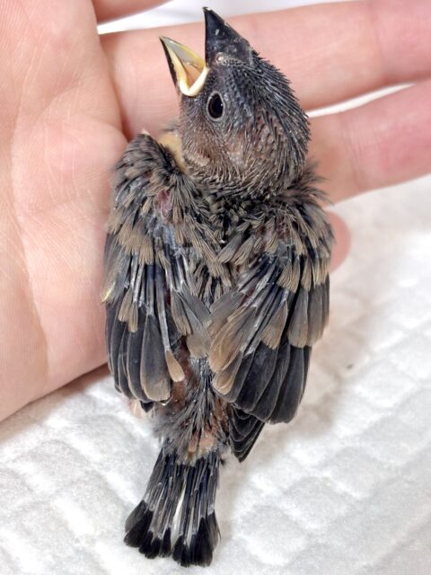 桜文鳥