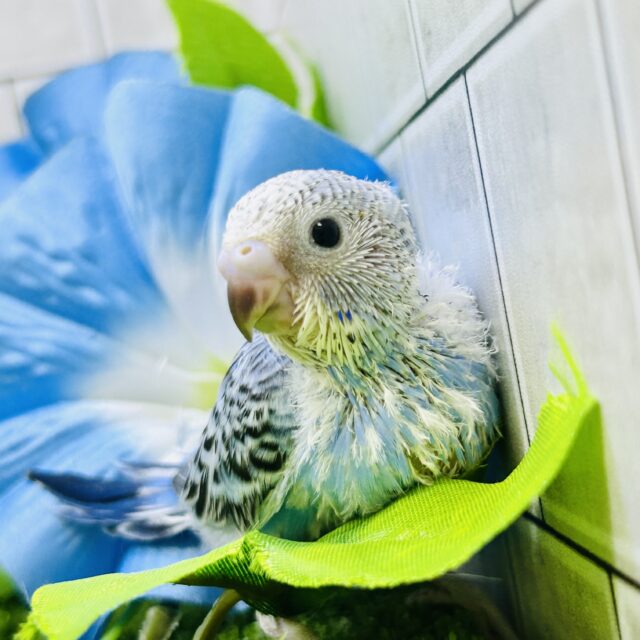 青空に羽ばたくスカイカラー　セキセイインコ