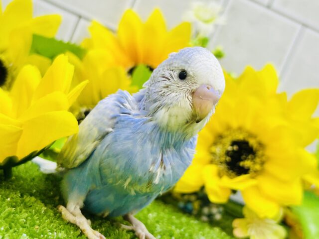 パンパンに夢とご飯をつめて・・・　セキセイインコ