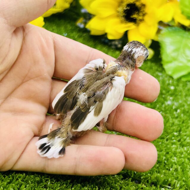 十姉妹（ジュウシマツ）