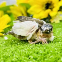 チョコをちょこッとかけてネ♪　ジュウシマツ