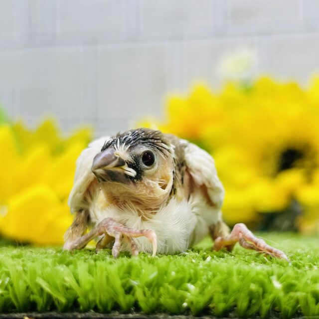 十姉妹（ジュウシマツ）