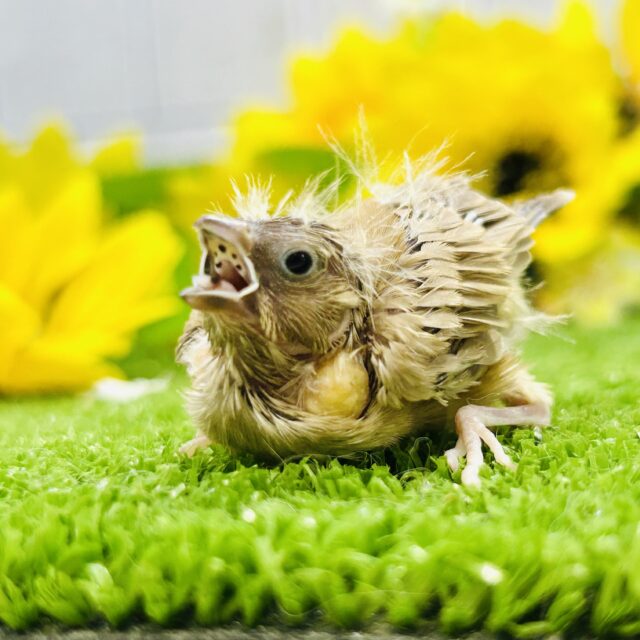 錦花鳥（キンカチョウ）