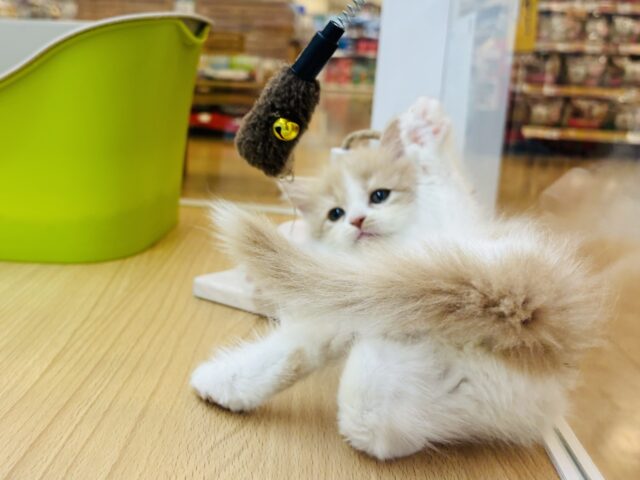 サイベリアン