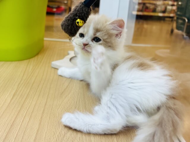 サイベリアン