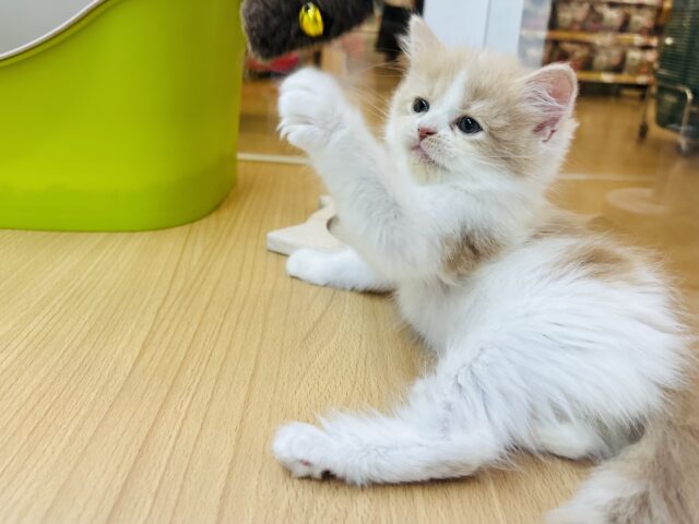 サイベリアン