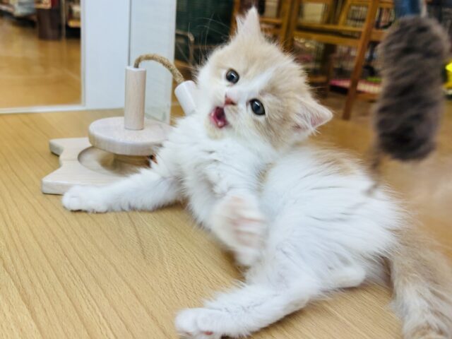 サイベリアン