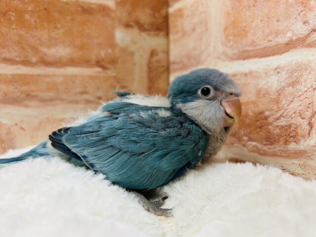 オキナインコ