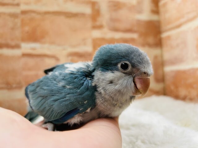 オキナインコ
