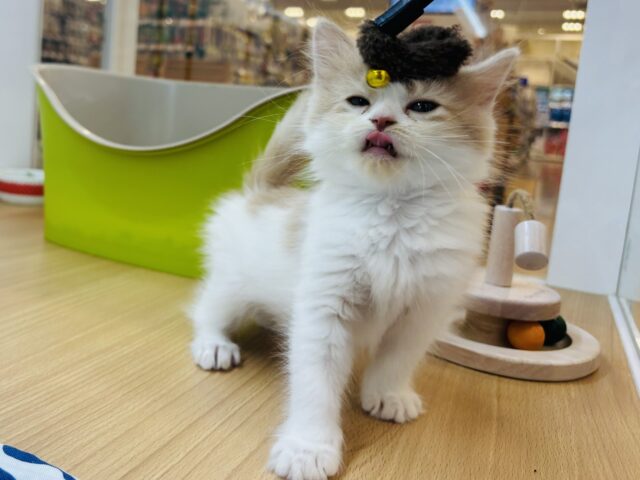 サイベリアン