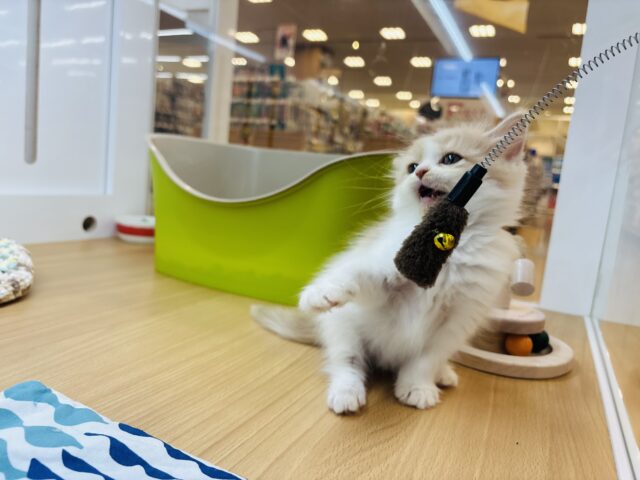 サイベリアン