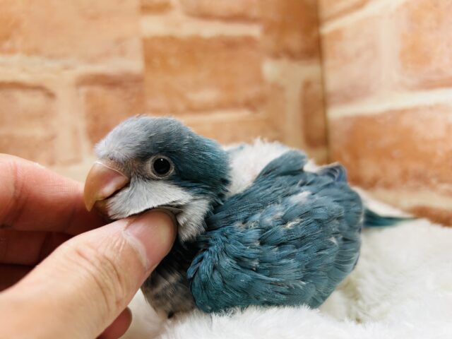 オキナインコ