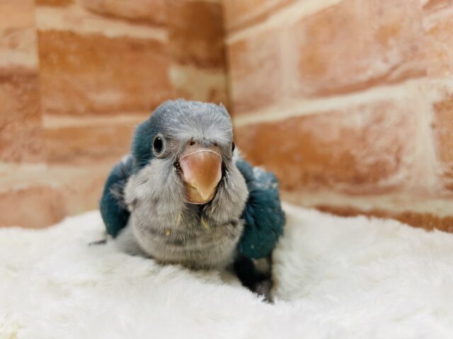 オキナインコ