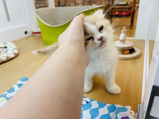 サイベリアン