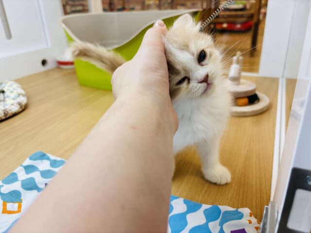 サイベリアン
