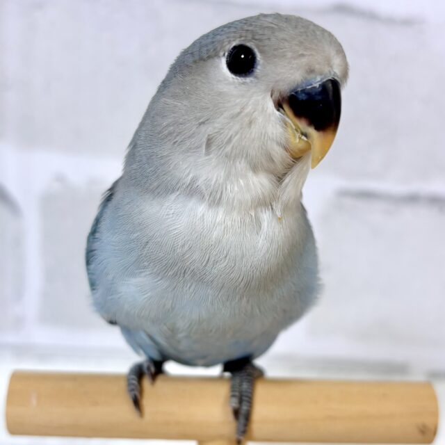 小桜インコ様、専用のpost 小桜インコ様、専用のpost
