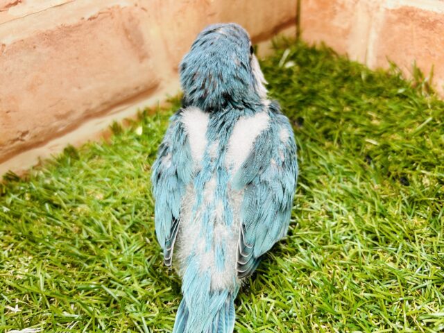 オキナインコ