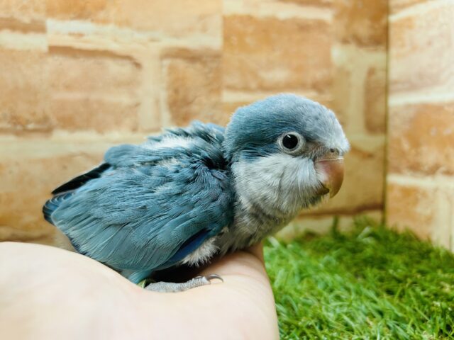 オキナインコ