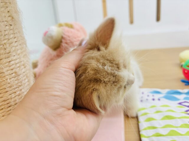 サイベリアン