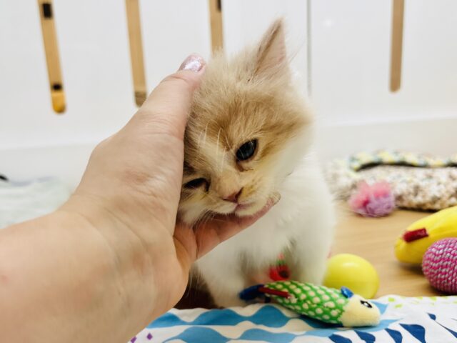 サイベリアン