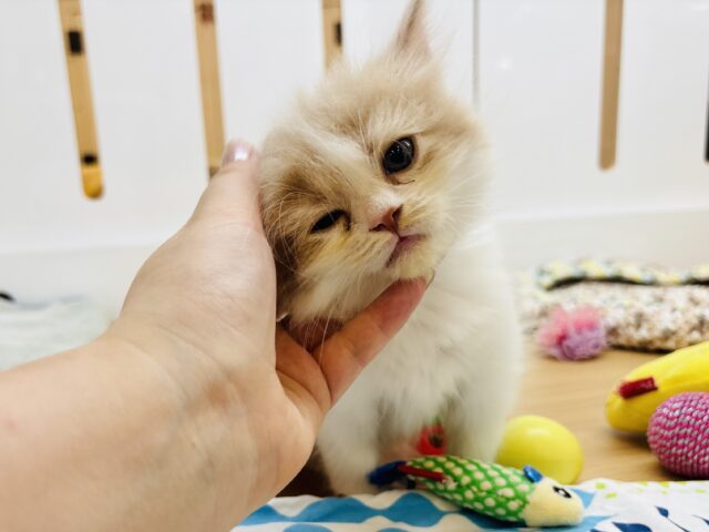 サイベリアン